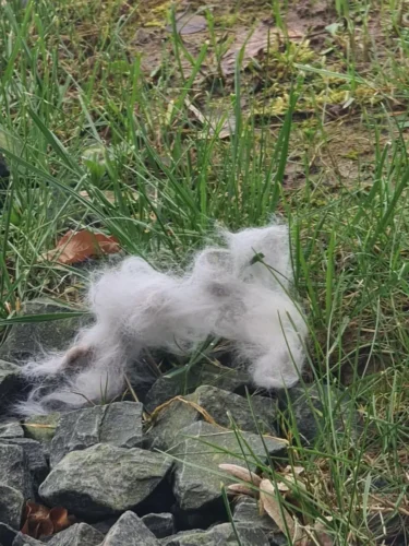 Četka FURIPURI photo review