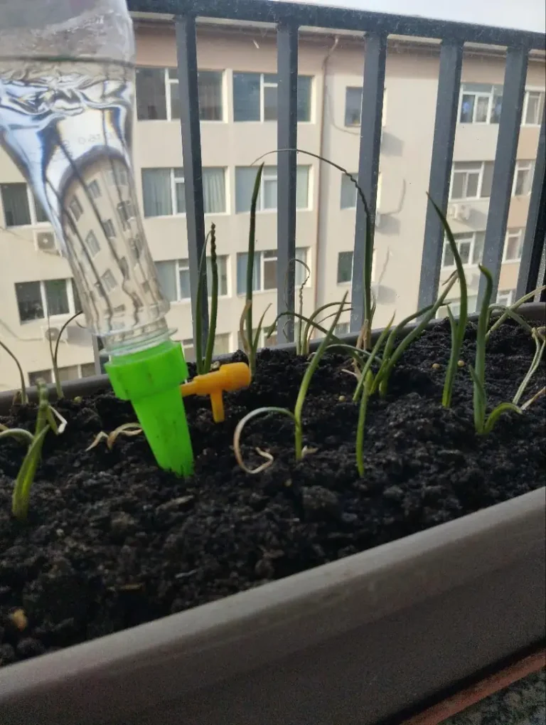 12-dijelni set automatskog zaljevača za biljke photo review